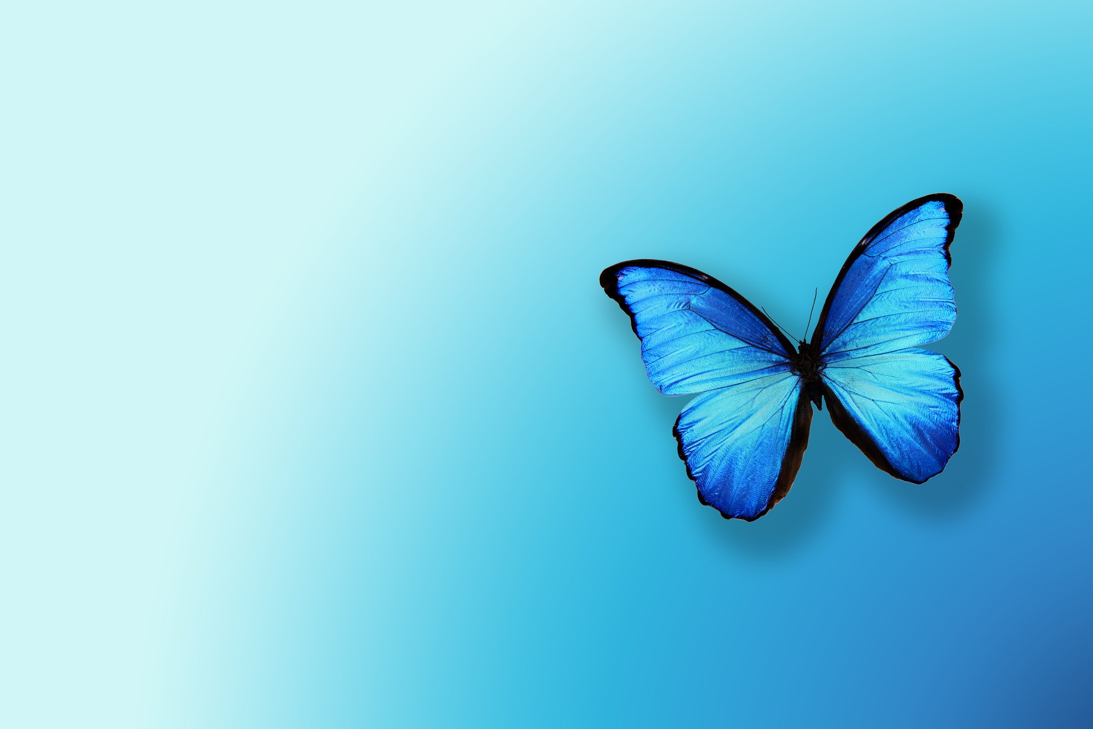 blue butterfly on blue gradient background